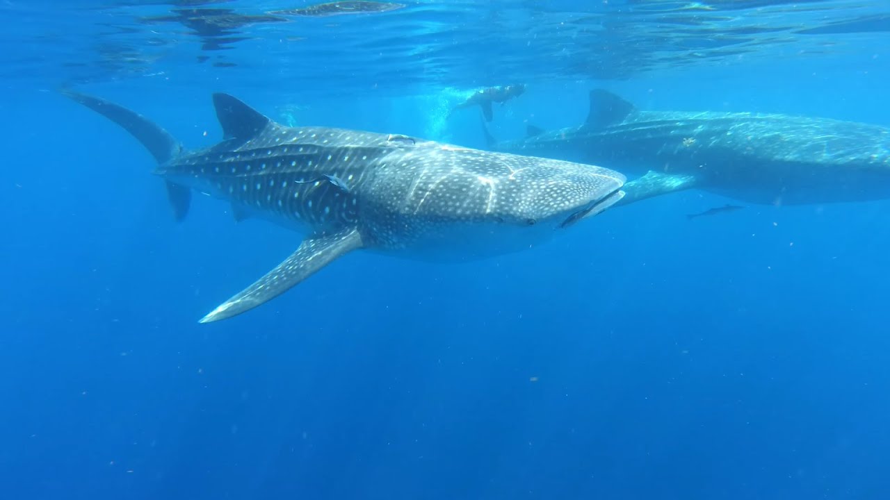 Whale Sharks at Isla Mujeres - DC Explorer