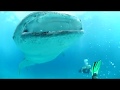 Whale shark oslob