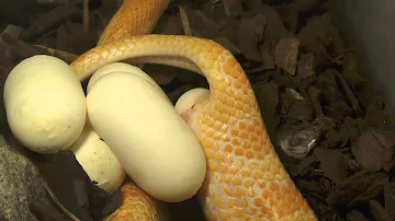 Kann eine Schlange Eier legen?