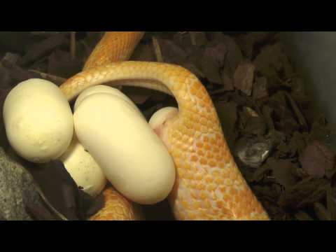 Video: Legen Schlangen Eier?