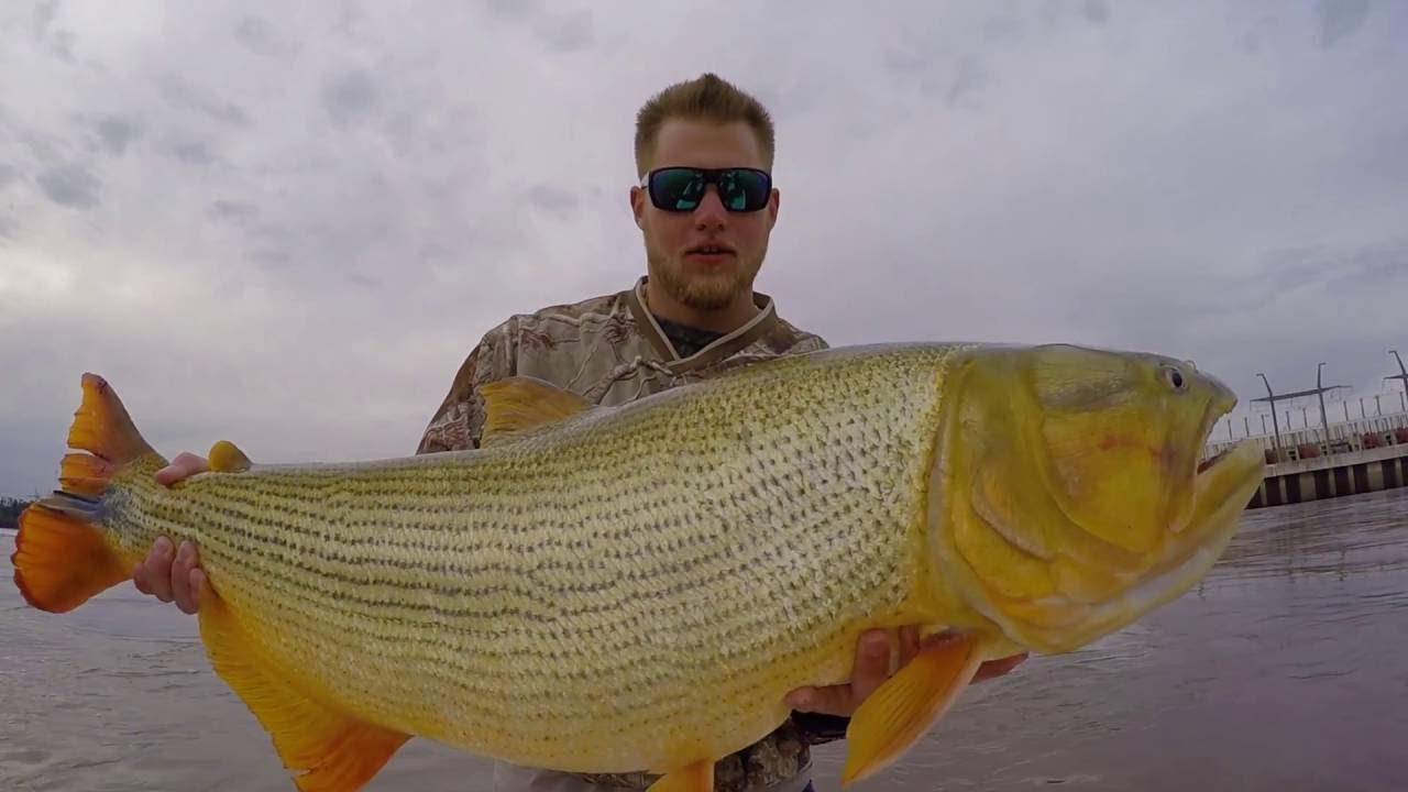 Golden Dorado Fishing In Argentina Youtube