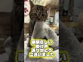 ハチ仕事始めでした😌今年も見守り係頑張ります😊 #障害猫 #ねこ動画 #猫のいる暮らし #返事する猫 #保護猫