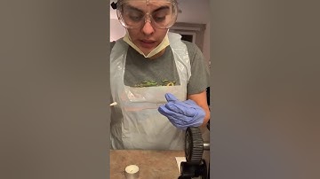 Bacterial Morphology and Staining Techniques - Part 1: Video Demonstration