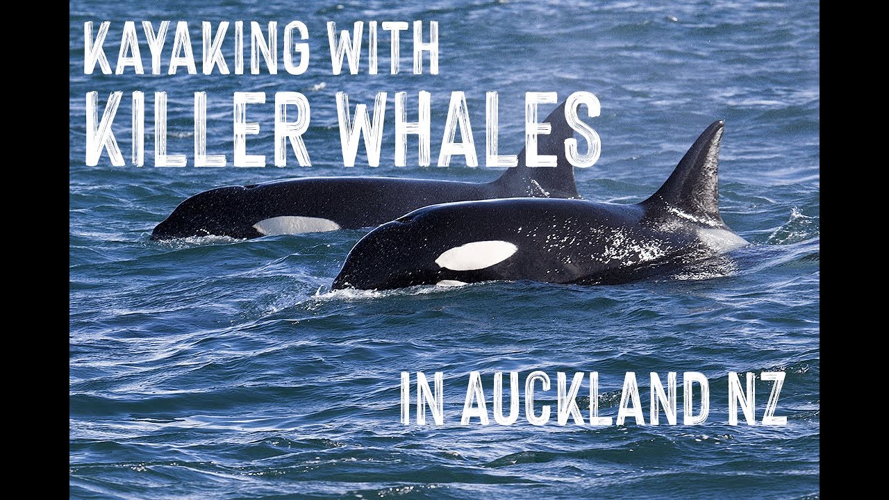 Kayaking with some curious Orca Killer Whales in Auckland YouTube