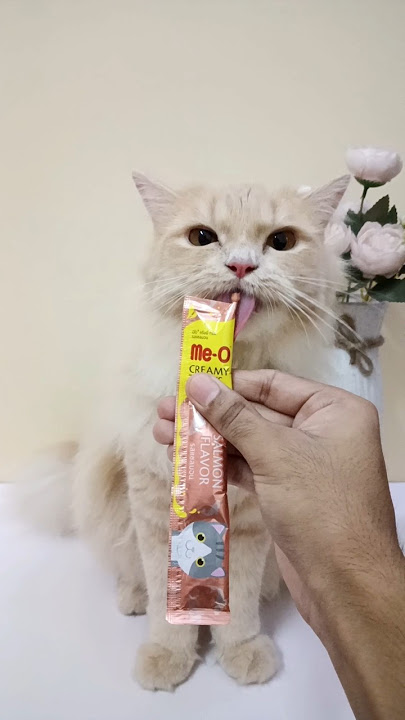 Trying Me-O cat treats #shorts #cat #persian #cute #cattreats