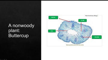 Mallorca Rifo Salle LAB ACTIVITY 2   VIDEO   BIO3A