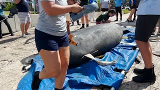 Rehabilitated manatee released in Florida