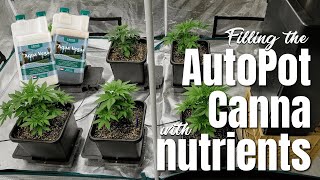 Autoflower Update And Turning On The AutoPot System. #indoorgrowingcanada #cannanutrients #marshydro