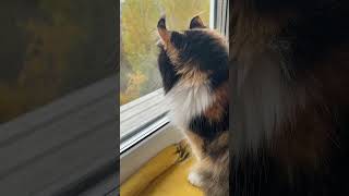 Споем) #кошечкисобачки #американскийкерл #ягодамалинка #видосыоткота #cat #милыеживотные #осень