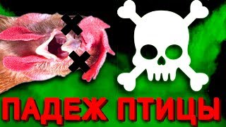 ПАДЕЖ ПТИЦЫ? ДЕЗИНФИЦИРУЙ КУРЯТНИК!