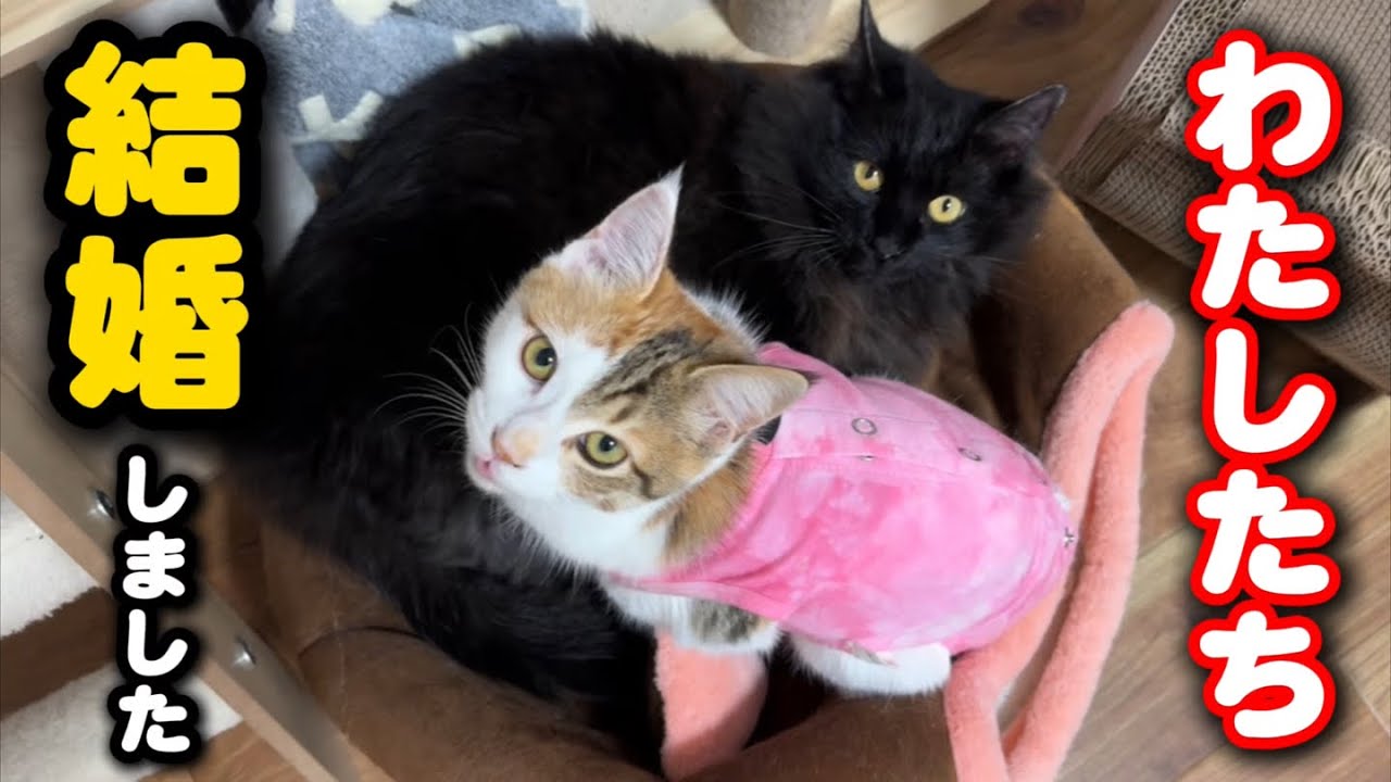 一緒に譲渡される猫たちの結婚を認めました