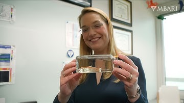 Navigating STEM as an acoustic marine biologist | Kelly Benoit-Bird