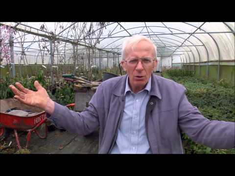 Video: Rules For Growing Strawberries In A Greenhouse All Year Round + Video