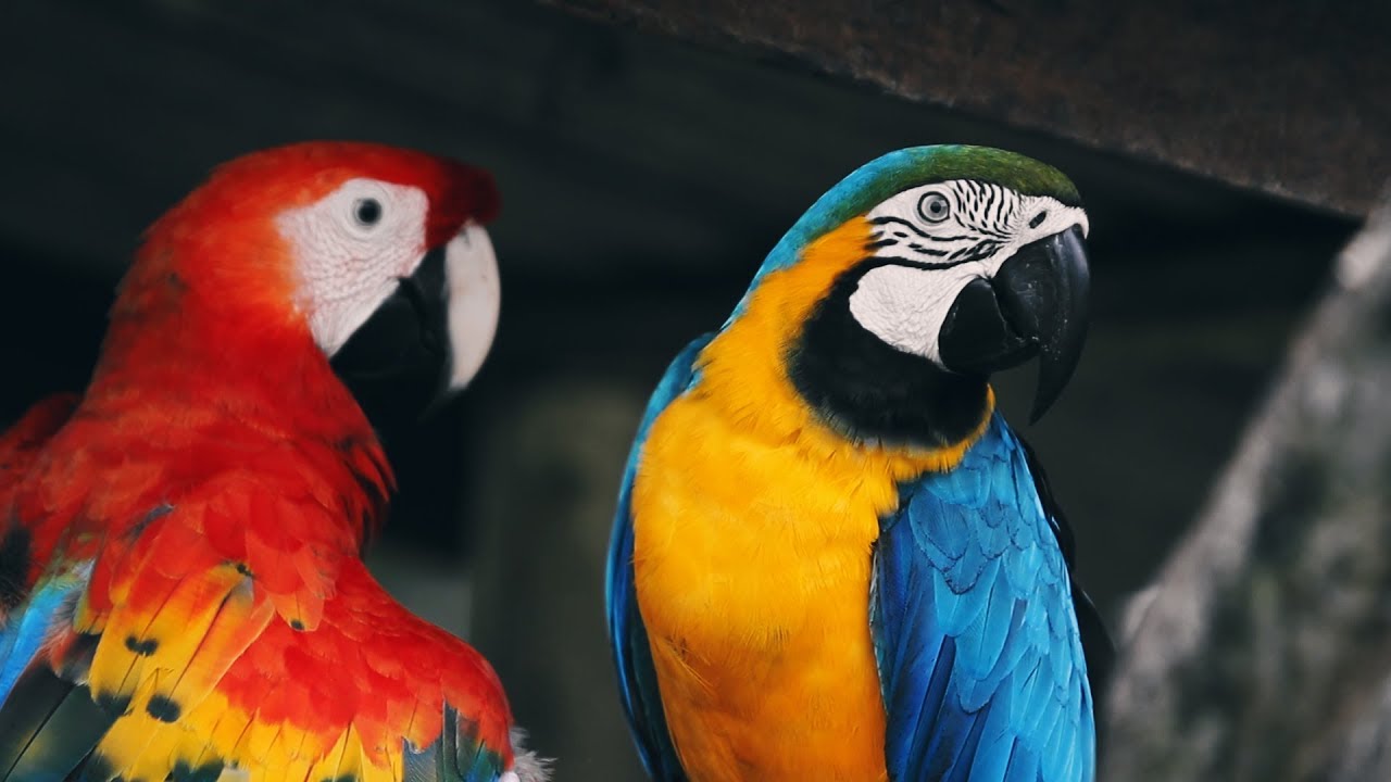 Araras da Amazônia Stock Banco de imagens YouTube