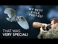 Wildlife photography in the uk  epic wildlife encounters with barn owls  more