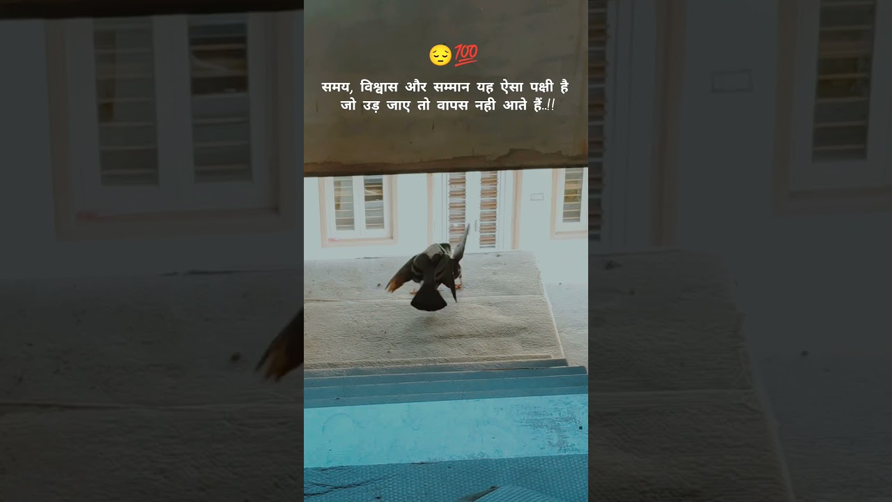 समय, विश्वास और सम्मान यह ऐसा पक्षी है जो उड़ जाए तो वापस नही आते हैं..!! #song #love #music #khwaza — op jangid 09  YouTube video