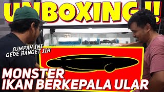 UNBOXING MONSTER PREDATOR AIR TAWAR ! GEDEEE BANGET !