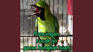 Download Lagu Sound of bird