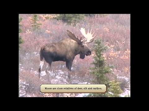 "Hey, Mister Moose" by Brent Holmes (Available on Spotify, Apple Music and Amazon Music)