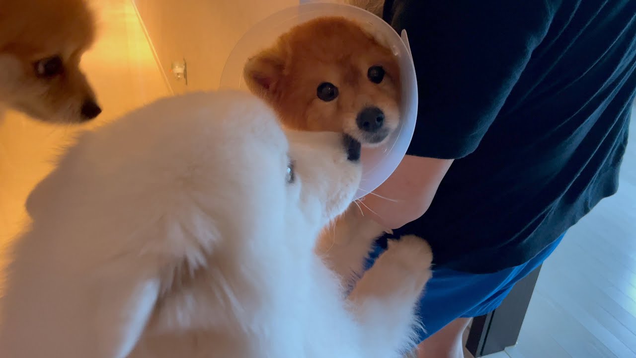 Когда собака встречается с братом, который был госпитализирован на неделю