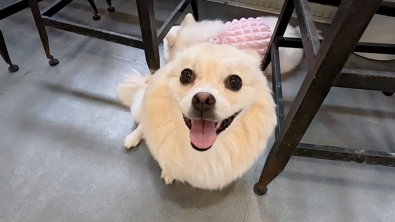 Peaceful Sounds | Sleep Music for Your Beloved Dog