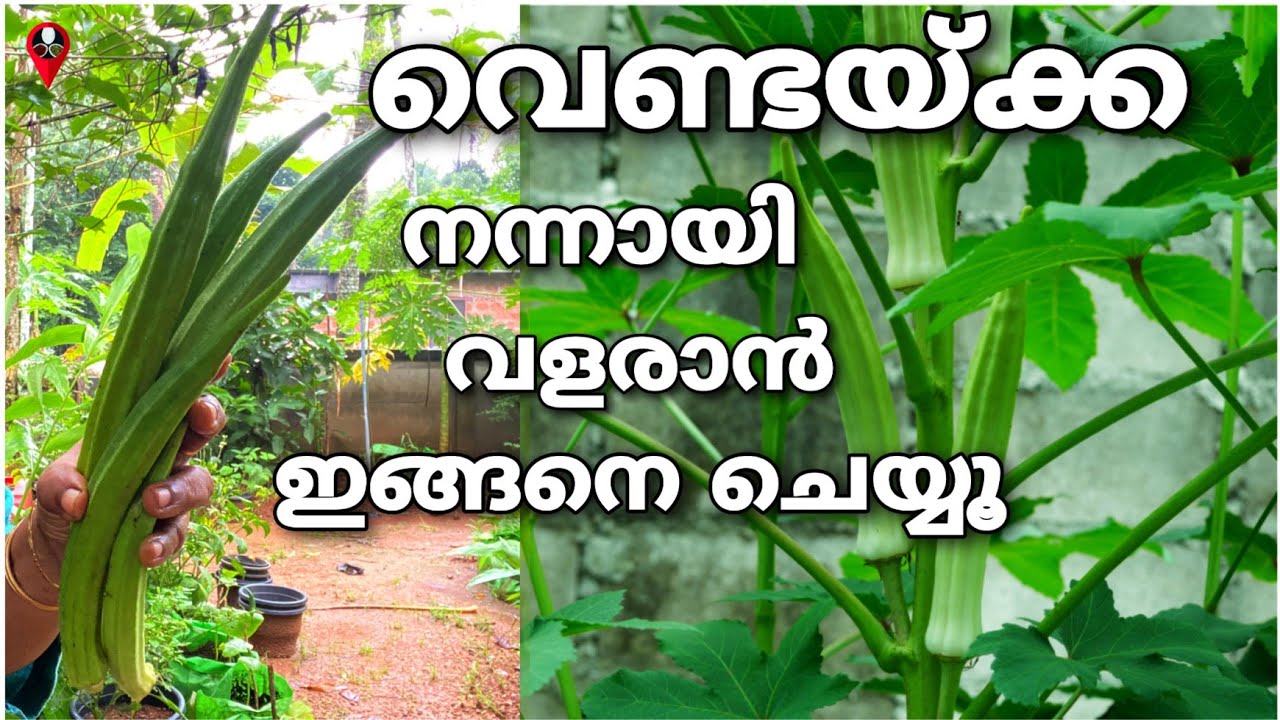 Venda krishi in malayalam ladies finger cultivation at home in