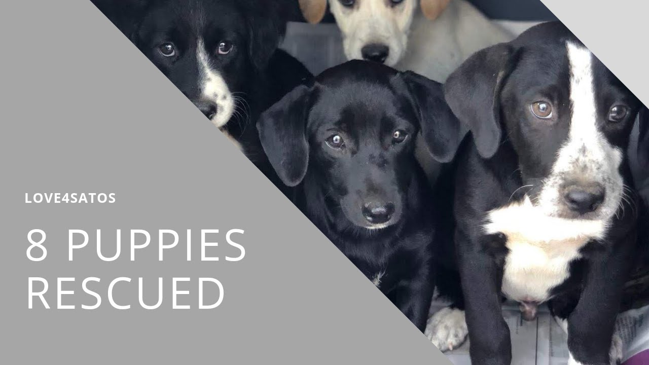 LITTER OF PUPPIES RESCUED FROM OLD JUNKYARD *emotional*