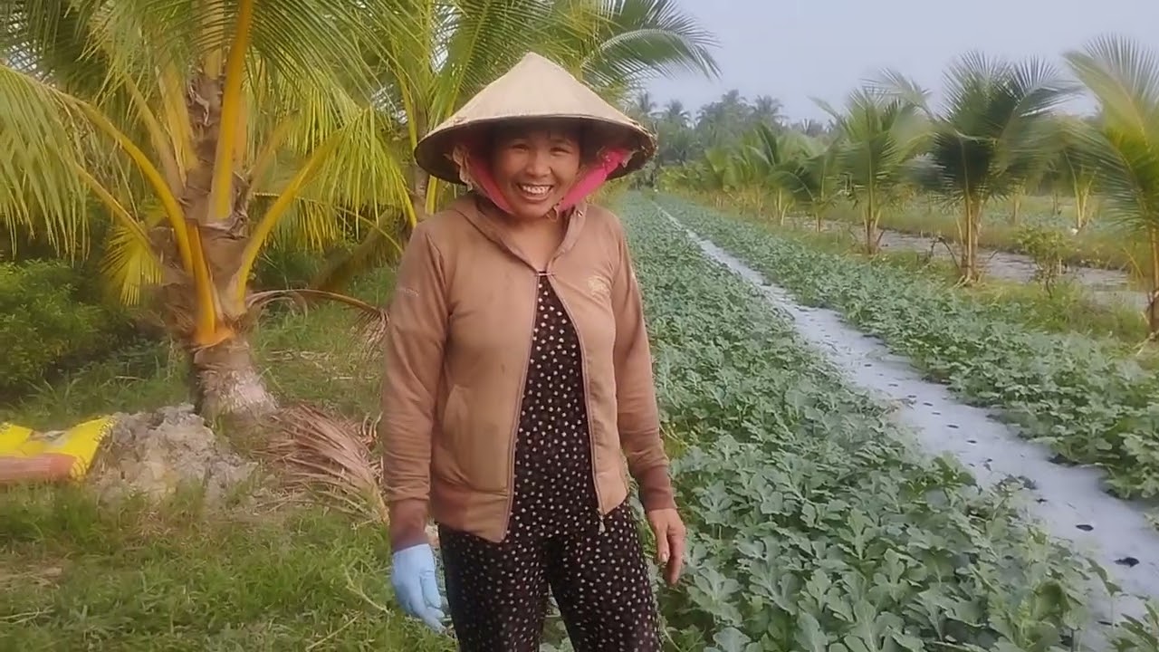 Dưa hấu ấp rạch mát xã nhị Long củ