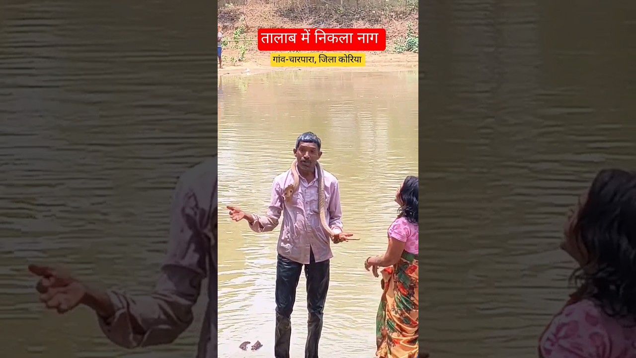 गांव के तालाब में निकला नाग देखने आ रहे हजारों लोग चारपारा बैकुंठपुर छत्तीसगढ़