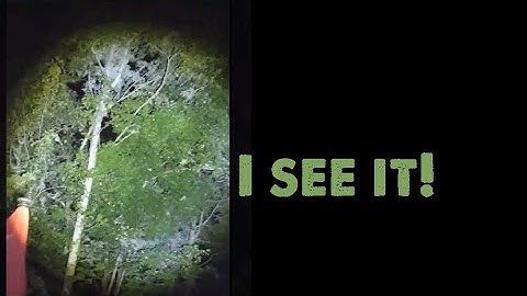 Iets rukt enorme takken van een boom in South Carolina (ik heb het gevonden!)