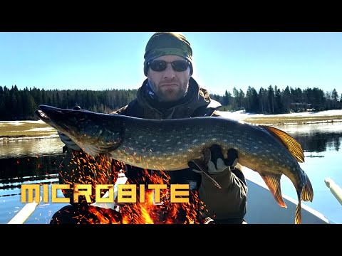 Video: Hauki Herkkusuille. Burbot Täytteellä