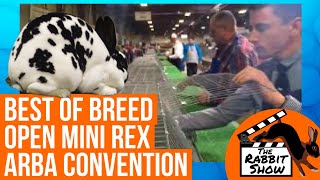 Best of Breed Open Mini Rex | ARBA Convention 2018