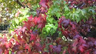 Liquidambar styraciflua ambroň západní