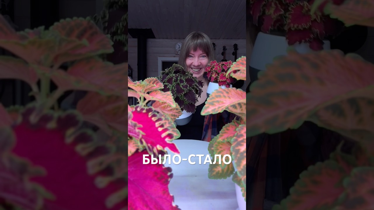 ЭФФЕКТИВНАЯ ПОДКОРМКА ДЛЯ РАСТЕНИЙ 