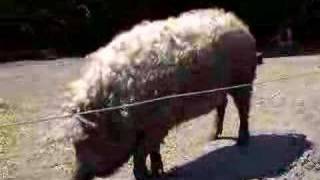 Mangalica Koca, Mangalica Sow