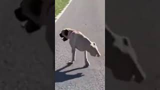 Famous Two Legged Dog...