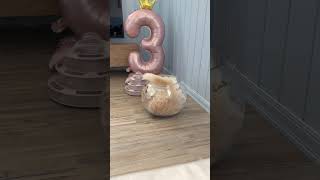 Cat Takes a Tumble Reaching for Food Bowl