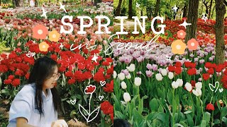 Du học Hàn Quốc 🇰🇷: Mùa xuân ở vương quốc Hàn Quốc 🎀✨ Spring in Seoul | Chần Chinh nè