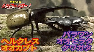 【公式】ヘルクレスオオカブト（ヘラクレスオオカブト） vs パラワンオオヒラタクワガタ【甲虫バトル ムシファイター！】#6