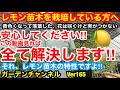 【レモン苗木　良くある質問】季節の変わり目は植物にとっても大きく変わるタイミングです。落葉、実がつかない…そんな心配事を解決‼︎Ver165【カーメン君】【レモン苗木】【レモン】【鉢栽培】【果樹】