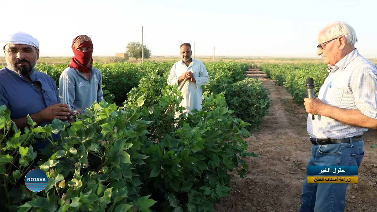 حقول الخير|| زراعة أصناف القطن|| 16 - 8 - 2025