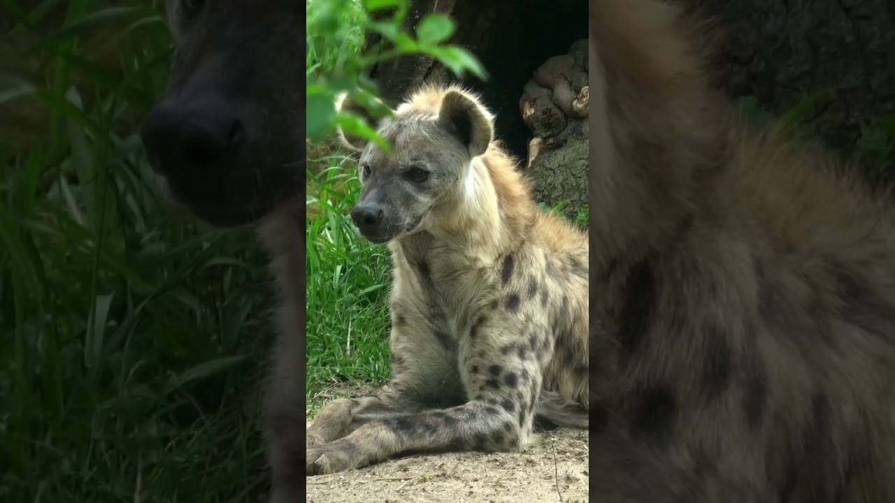 Resting Hyena: Quiet Moments in the Wild