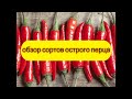 Обзор сортов острого перца. Какие планы на следующий год и от каких сортов откажусь вовсе.