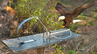 Easy Bird Trap - Simple DIY Creative Eagle Trap make from Wood Board​ That Work 100%birdtrap