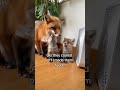 My life is not the same 😭❤️ #wholesome #animals