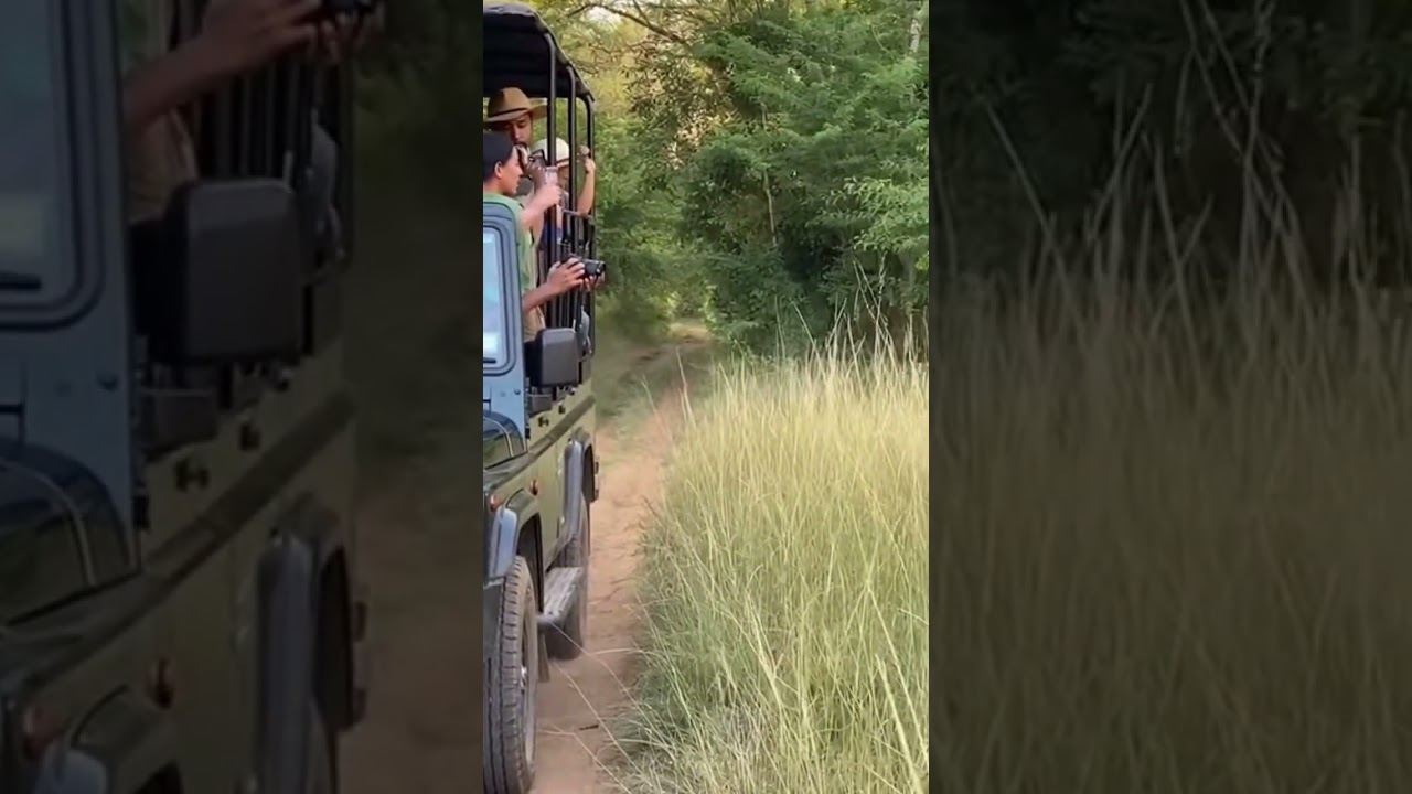 अचानक आया टाइगर 😱 पर्यटकों में मची अफरा-तफरी | Tiger Snatches Luggage & Runs 🐯 #TigerMoment