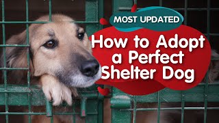 How to Adopt a Perfect Shelter Dog: From A to Z (Febuary 2021)