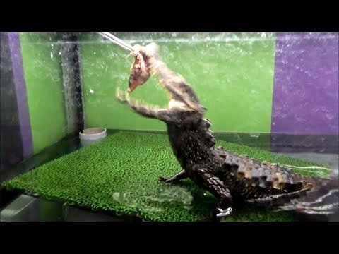日本初!?ワニのいるカフェの餌やりタイムが大迫力過ぎた・・・！