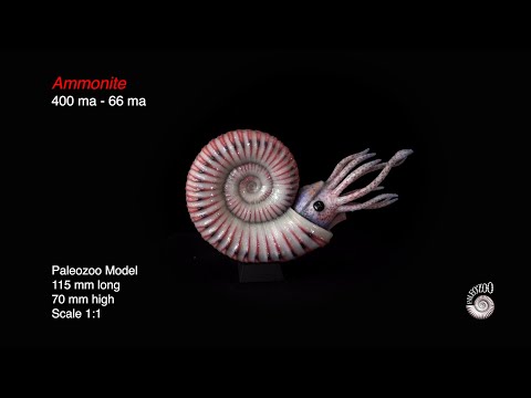Ammonite model