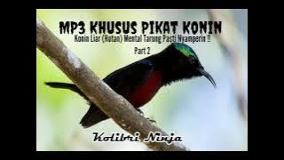 Mp3 Khusus Pikat Konin Liar / Hutan Part 2